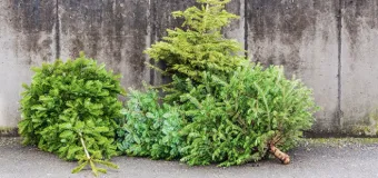 Collecte des sapins de Noël